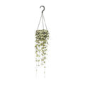 Ceropegia Woodii Hängepflanze (Chinesische Laterne) – Ø 14 cm, 50 cm hoch