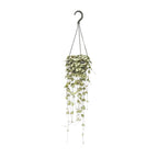 Ceropegia Woodii Hängepflanze (Chinesische Laterne) – Ø 14 cm, 50 cm hoch