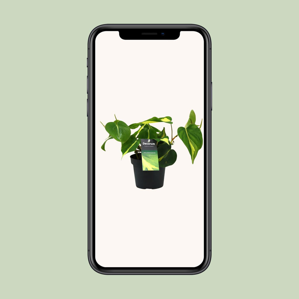 Philodendron Brasil Scandens – Ø 12 cm, 20 cm hoch