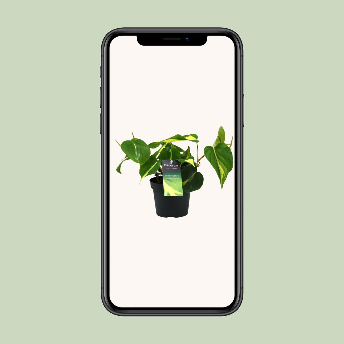 Philodendron Brasil Scandens – Ø 12 cm, 20 cm hoch