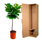 Ficus lyrata Stamm (Geigenfeigen) – Ø 24 cm, 130 cm hoch