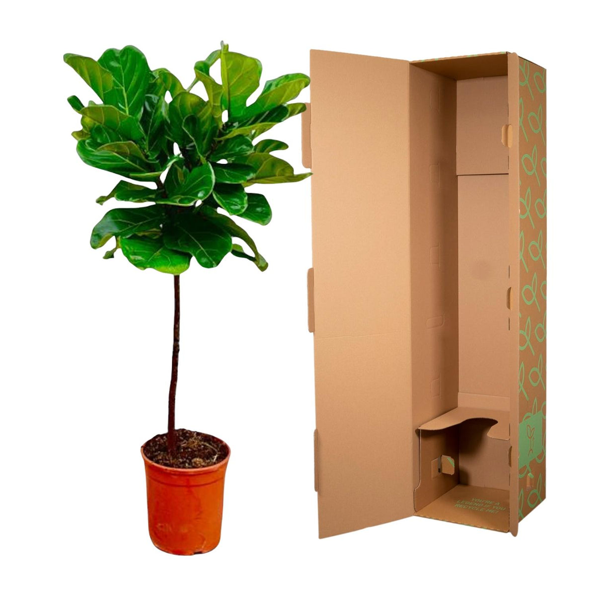 Ficus lyrata stam (fiolbladsväxt) – Ø24 cm, 130 cm hög