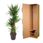 Yucca Elephantipe – Ø34 cm, 180 cm hoog