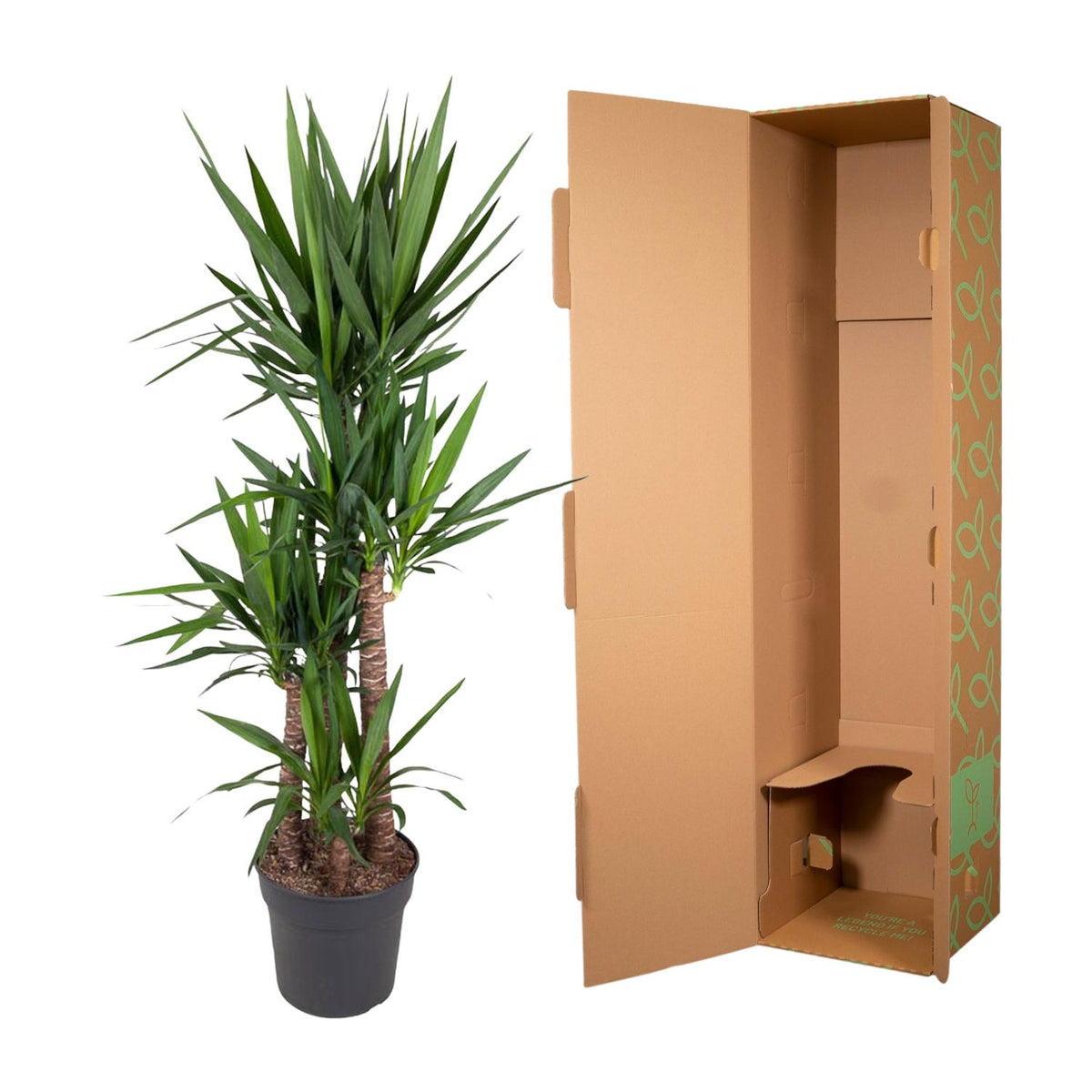 Yucca Elephantipe – Ø 34 cm, 180 cm hoch