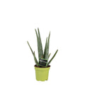 Aloe Vera (aloe) – Ø10 cm, 35 cm hög