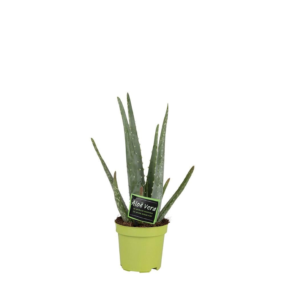 Aloë Vera (aloe) – Ø10 cm, 35 cm hoog