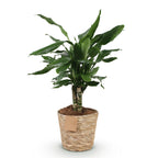 Dracaena fragrans Steudneri (Drachenbaum) mit Korb – Ø 17 cm, 50–55 cm hoch