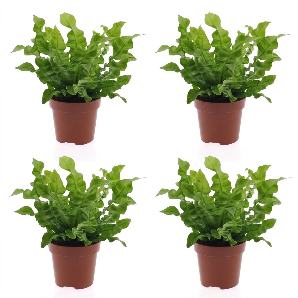 4× Asplenium Crispy Wave (fugleredesbreg) – Ø12 cm, 30 cm høj