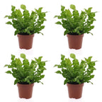 4× Asplenium Crispy Wave (fugleredesbreg) – Ø12 cm, 30 cm høj
