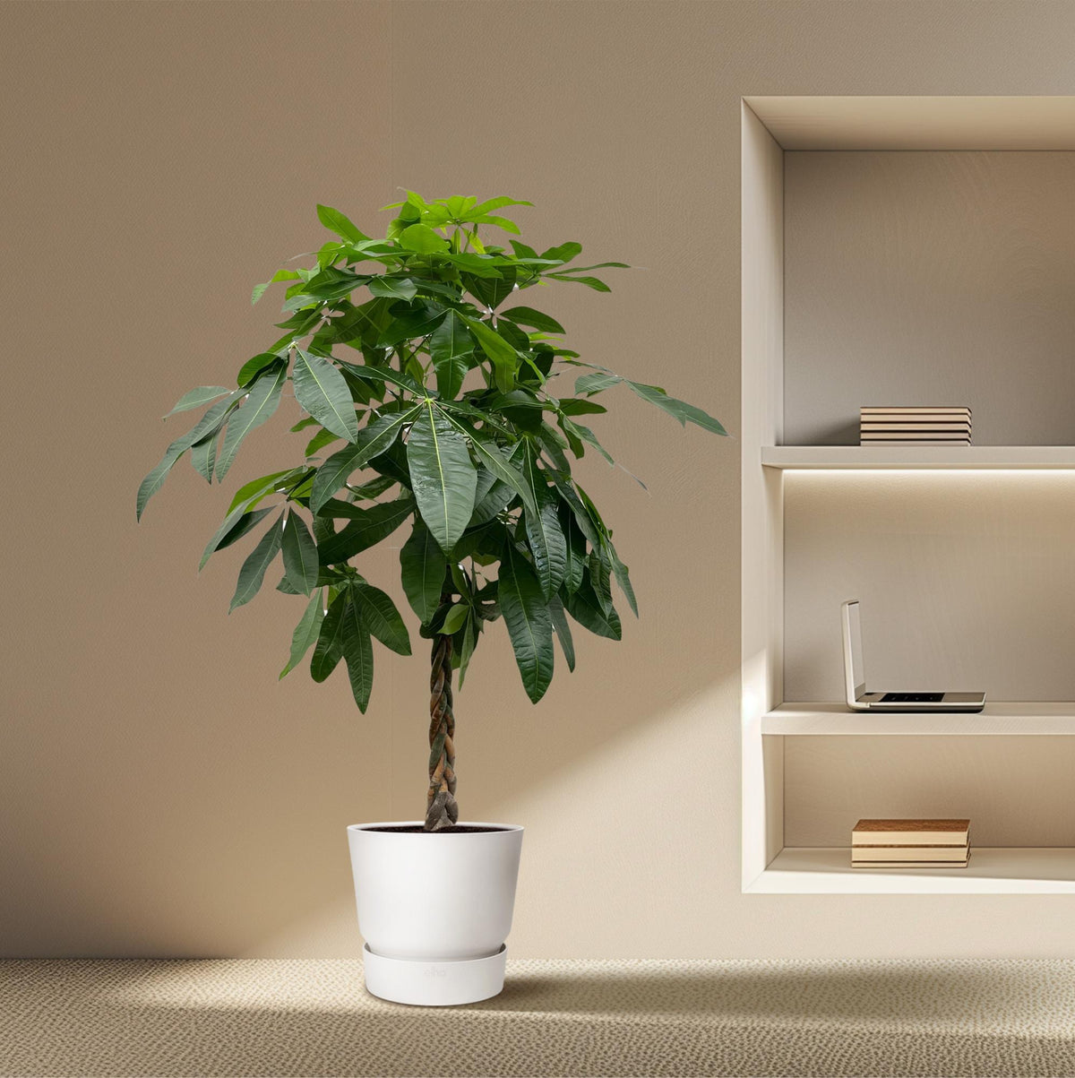 Pachira aquatica (geldboom) – Ø27 cm, 160 cm hoog