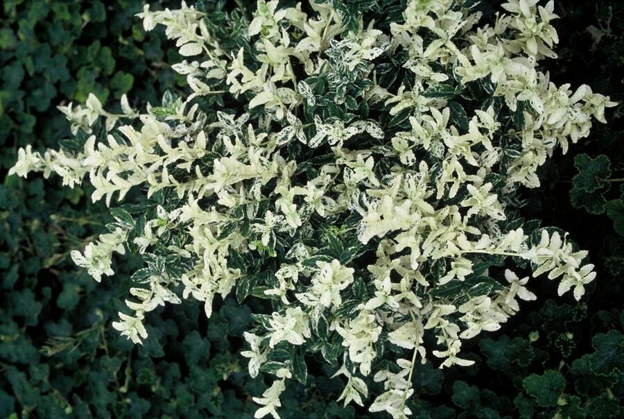 Euonymus fort. 'Harlequin' (burning bush) – 24 plants, Ø9 cm, 10–25 cm high – photo 7