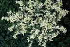 Euonymus fort. 'Harlequin' (burning bush) – 24 plants, Ø9 cm, 10–25 cm high