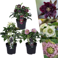 Helleborus 'Specials' (kerstroos) – Ø14 cm, 25 cm hoog