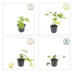 Géranium macrorrhizum 'Spessart' (géranium vivace) – 6 plantes, Ø9 cm, 10–25 cm de haut