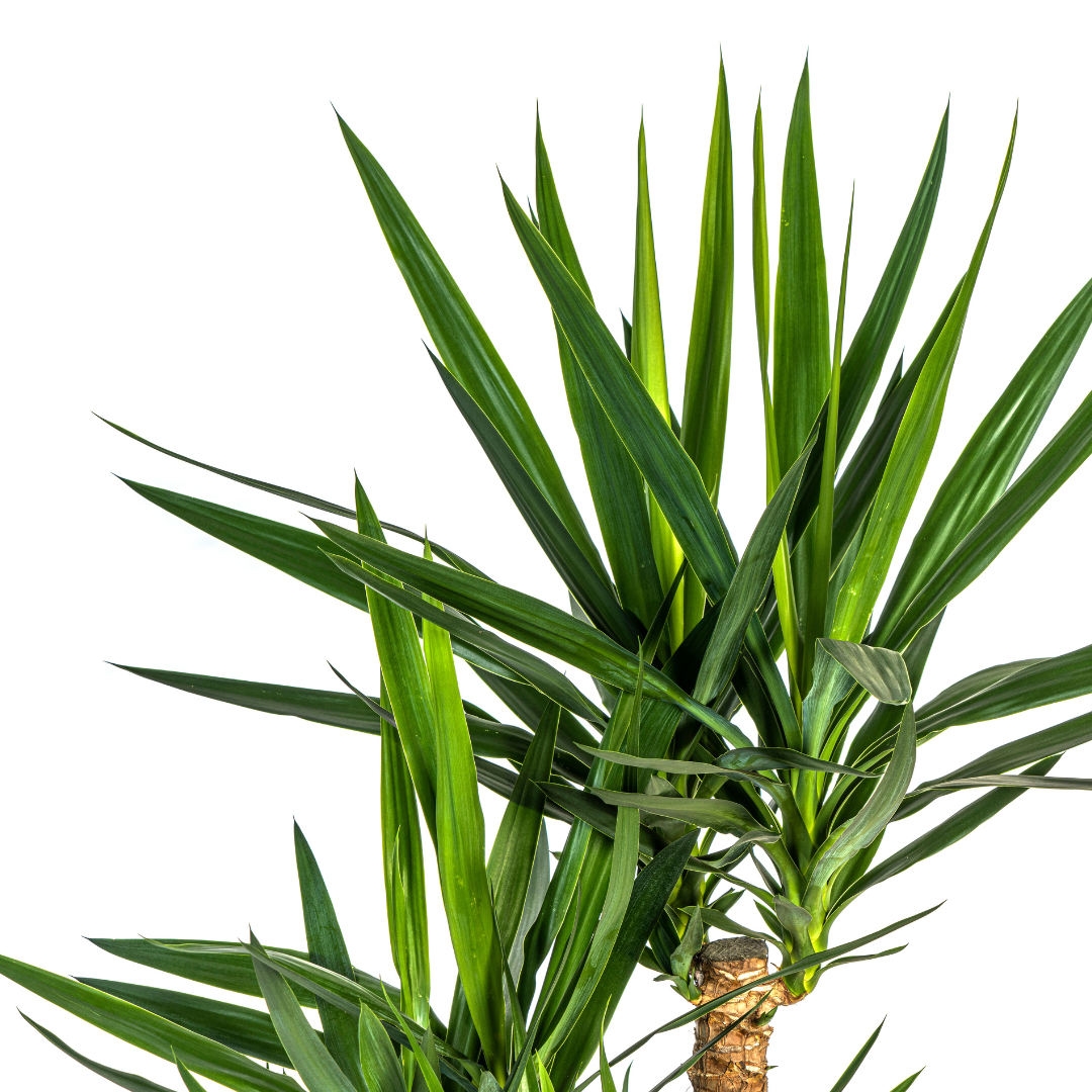Yucca elephantipes Verzweigt – Ø24 cm, 80–100 cm hoch