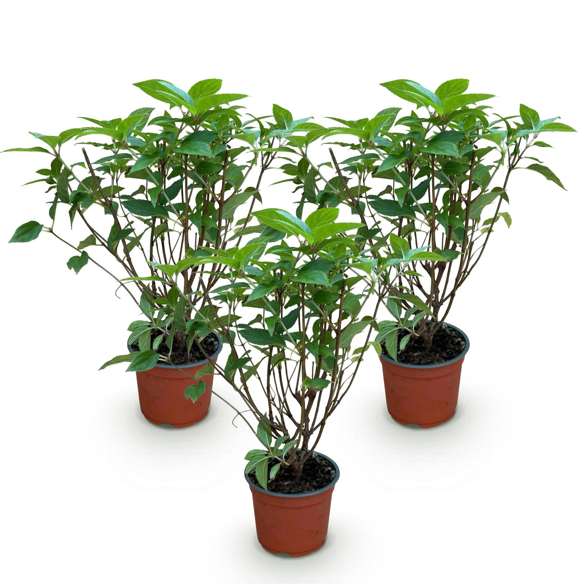 Hydrangea panniculata 'Limelight' (pluimhortensia) – 3 planten, Ø12 cm, 20–30 cm hoog
