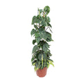 Philodendron scandens Brasil – Ø24 cm, 120 cm hoog