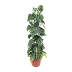 Philodendron scandens Brasil – Ø24 cm, 120 cm hoog