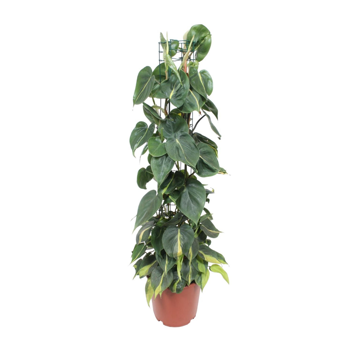 Philodendron scandens Brasil – Ø24 cm, 120 cm de haut