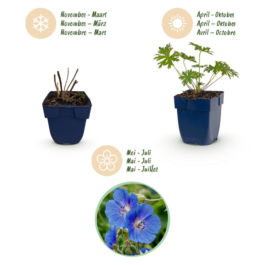 Géranium ‘Johnson’s Blue’ (griffe d’ours) – bleu – 12 plants, Ø 11 cm, 15–25 cm de haut – photo 4
