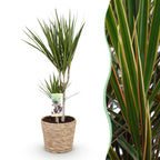 Dracaena marginata (arbre dragonnier) avec panier – Ø17 cm, 70–80 cm de haut