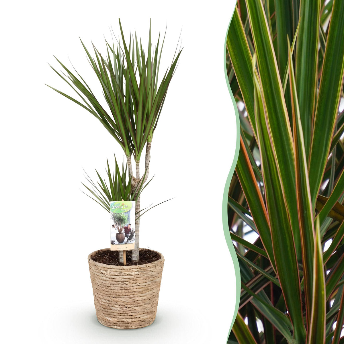 Dracaena marginata (Drachenbaum) mit Korb – Ø 17 cm, 70–80 cm hoch