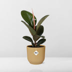 Ficus elastica ‘Robusta’ in ELHO Vibes Fold 14cm geel (rubberplant) – 35 cm hoog