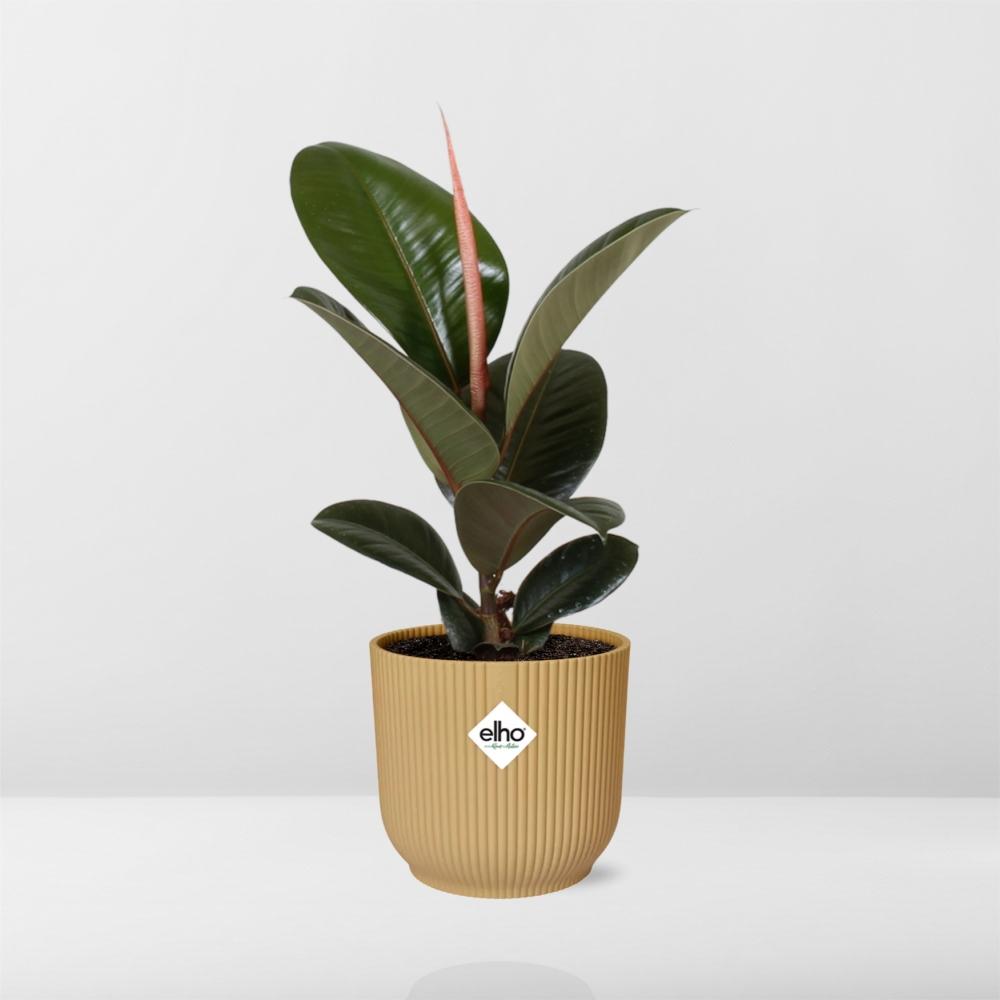 Ficus elastica ‘Robusta’ in ELHO Vibes Fold 14cm geel (rubberplant) – 35 cm hoog