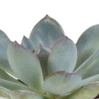 15× Cactus en vetplanten mix (Cactaceae) in witte pot – Ø7 cm, 13 cm hoog
