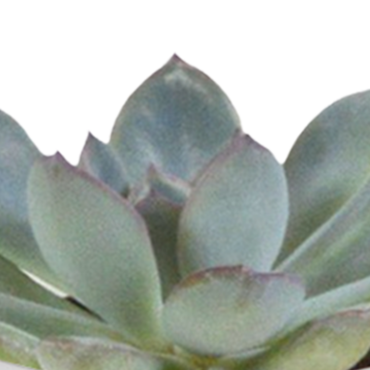 15× Kaktus- og sukkulentblanding (Cactaceae) i hvid potte – Ø7 cm, 13 cm høj