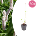 Persicaria bistorta 'Superba' (Königskerze) – 60 Pflanzen, Ø 9 cm, 10–25 cm hoch