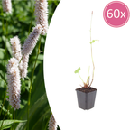 Persicaria bistorta 'Superba' (Königskerze) – 60 Pflanzen, Ø 9 cm, 10–25 cm hoch
