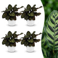 4× Calathea makoyana dans pot décoratif blanc Potter – Ø12 cm, 25 cm de haut