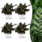 4× Calathea makoyana dans pot décoratif blanc Potter – Ø12 cm, 25 cm de haut