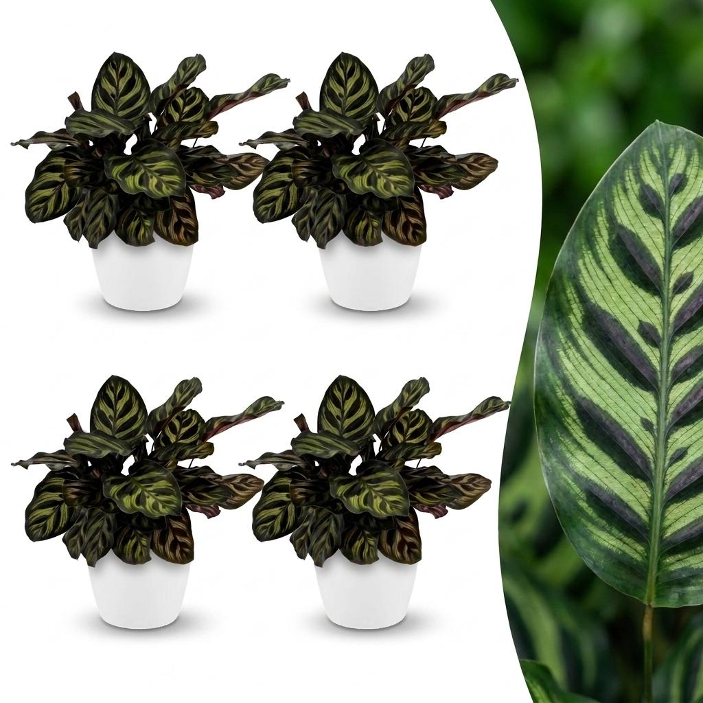 4× Calathea makoyana dans pot décoratif blanc Potter – Ø12 cm, 25 cm de haut