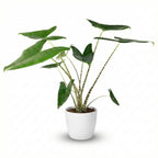 Alocasia zebrina (elefantøre) i hvid Potter-pyntepotte – Ø21 cm, 70–75 cm høj