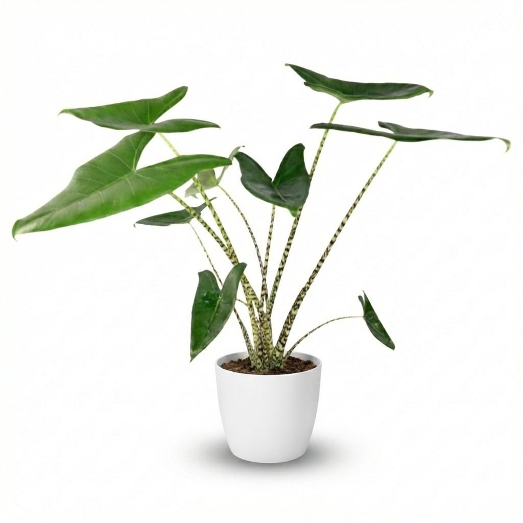 Alocasia zebrina (elefantøre) i hvid Potter-pyntepotte – Ø21 cm, 70–75 cm høj