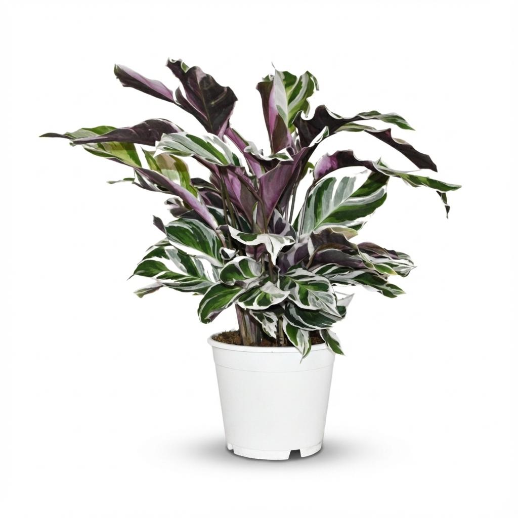 Calathea Fushion White – Ø14 cm, 35–40 cm hoog