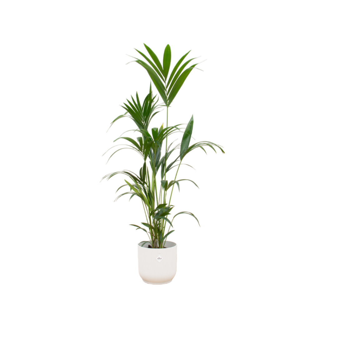 Kentia (Howea) dans pot décoratif rond Vibes Fold blanc – Ø30 cm, 160 cm de haut – offre combinée cm
