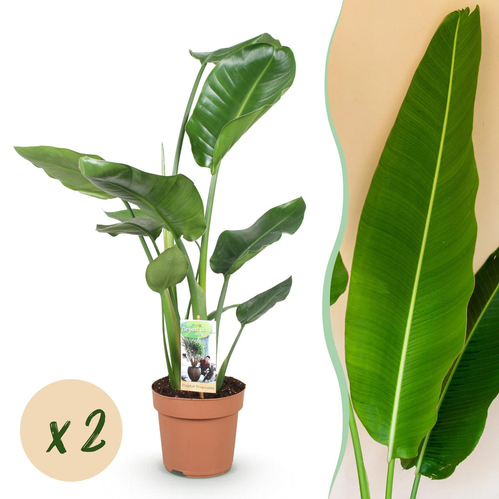 2× Stelitzia nicolai (Strelitzia) – Ø17 cm, 70–90 cm hoog