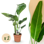 2× Stelitzia nicolai (Strelitzia) – Ø17 cm, 70–90 cm hoog