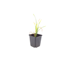 Hemerocallis 'Stella De Oro' (Taglilie) – 12 Pflanzen, Ø9 cm, 10–25 cm hoch