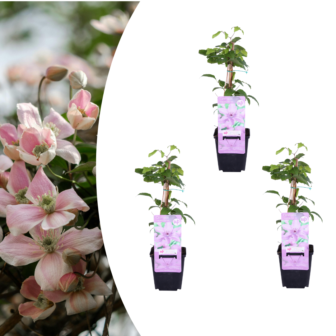 Clematis 'Hagley Hybrid' (bosrank) – 3 planten