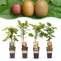 Actinidia 'Weiki & Hayward, Ken,s Red, Golden Kiwi' (plant de kiwi) – Ø15 cm, 50 cm de haut