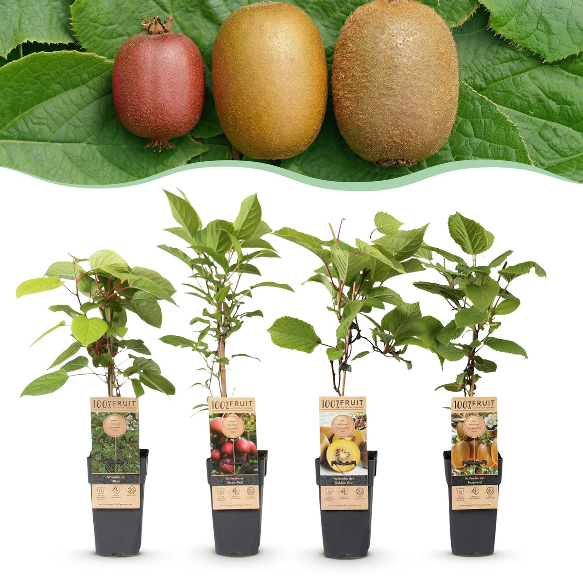 Actinidia 'Weiki & Hayward, Ken,s Red, Golden Kiwi' (plant de kiwi) – Ø15 cm, 50 cm de haut