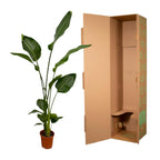 2× Strelitzia nicolai (vit paradisfågelblomma) – Ø17 cm, 130 cm hög