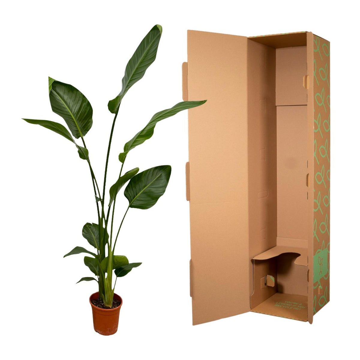 2× Strelitzia nicolai (vit paradisfågelblomma) – Ø17 cm, 130 cm hög – bild 4