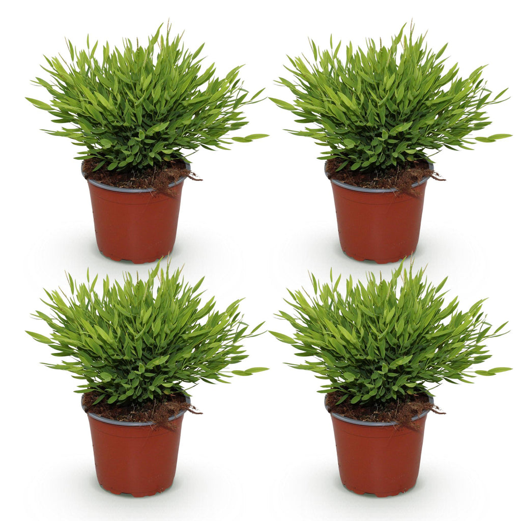 4× Bamusa Pogonatherum Monica (bambusgræs) – Ø12 cm, 30–35 cm høj