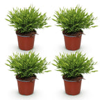 4× Bamusa Pogonatherum Monica (bambusgræs) – Ø12 cm, 30–35 cm høj