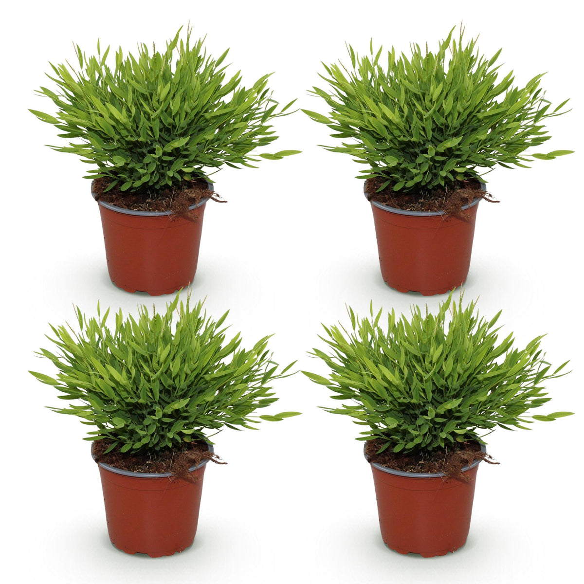 4× Bamusa Pogonatherum Monica (bambusgræs) – Ø12 cm, 30–35 cm høj